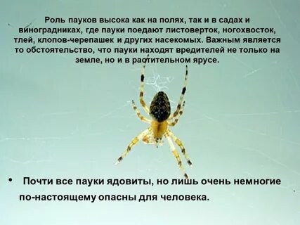 Сколько за жизнь человек съедает пауков
