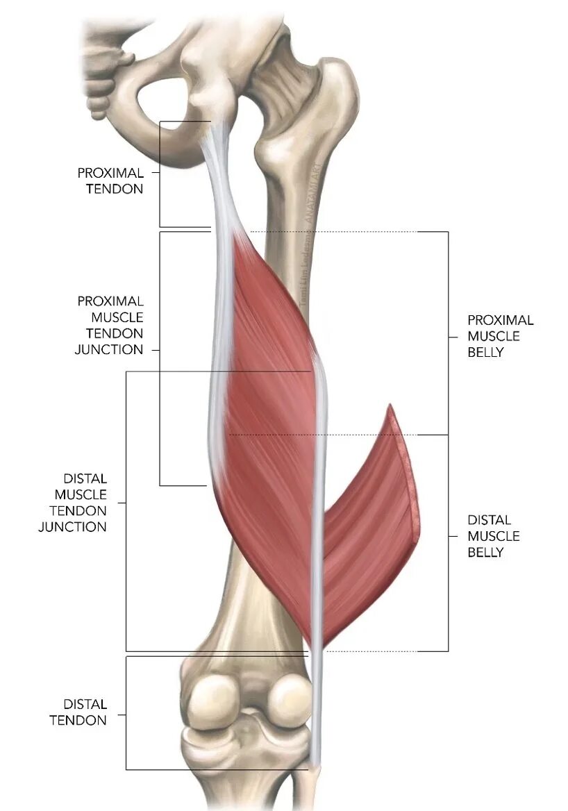 Хамстринг синдром тазобедренного сустава. Biceps femoris мышца. хамстринг мышцы. сухожилие хамстринга анатомия.