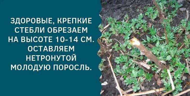 Нужно ли срезать хризантемы на зиму. Обрезка хризантем на зиму. осенняя обрезка хризантем. обрезать хризантемы на зиму. как надо обрезать хризантемы на зиму.