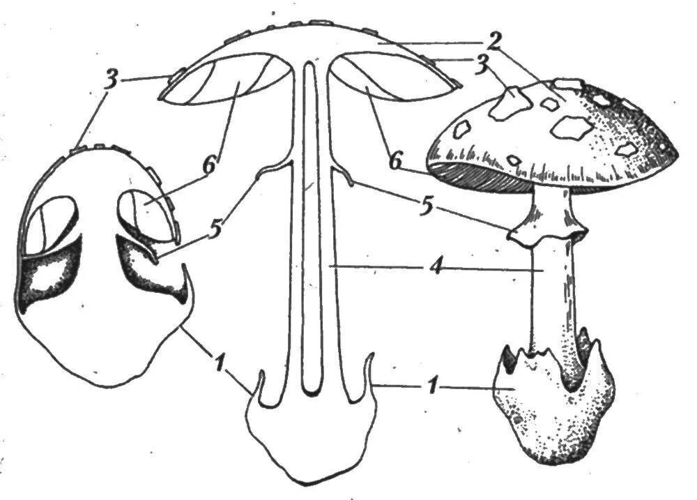 Трубчатое и пластинчатое плодовое тело. Строение агариковых грибов. Строение гриба мухомора. Строение плодового тела мухомора. Строение плодового тела Amanita muscaria.