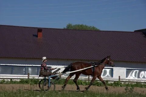 Чувашский конный завод