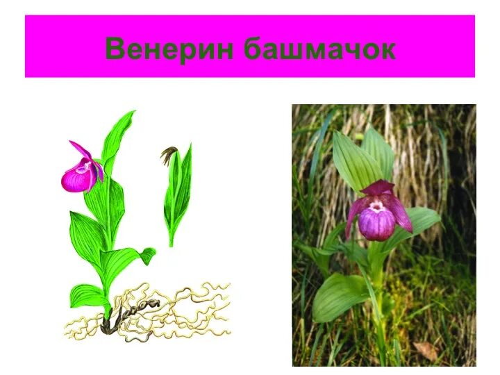 Сердце башмачок. Орхидея венерин башмачок. венерин башмачок корневище. венерин башмачок строение цветка. венерин башмачок настоящий строение.