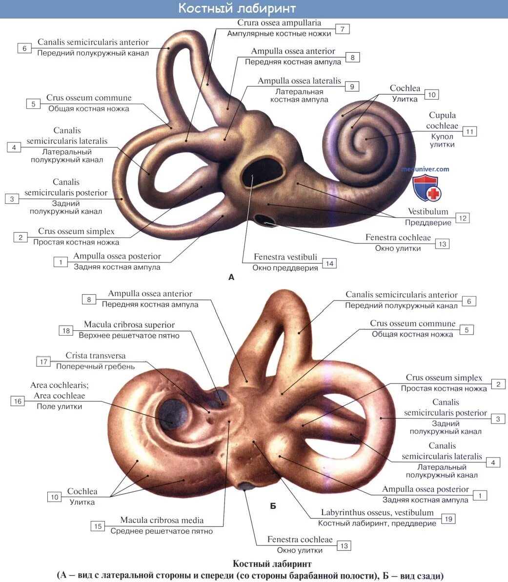 Полукружные каналы внутреннего уха анатомия. Костный Лабиринт полукружные каналы ножки. Полукружные каналы внутреннего уха латынь. Улитка преддверие полукружные каналы. Таблица каналы улитки