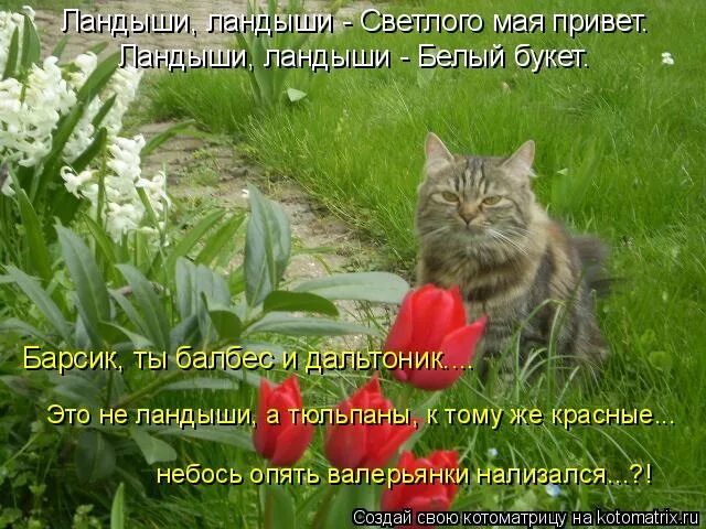 Открытки привет май. Ландыши мая привет. Ландыши ландыши светлого мая привет. Ландыши ландыши светлого мая привет текст. Ландыши светлого мая привет.