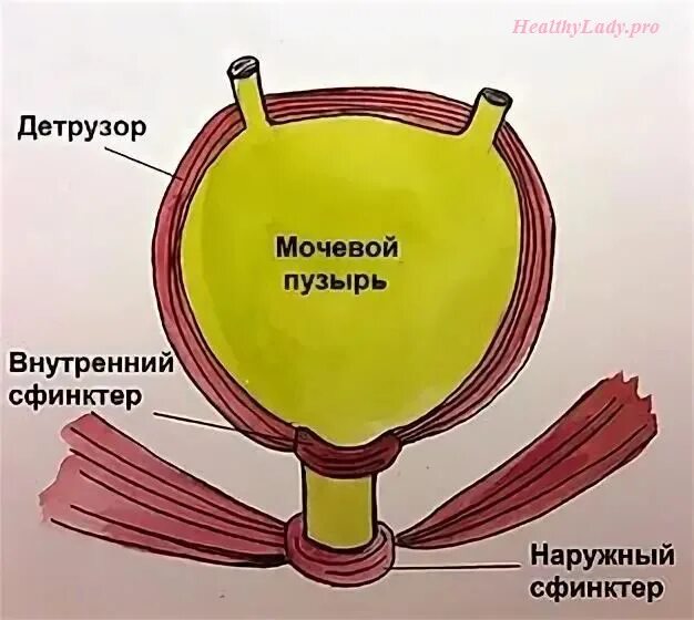 Детрузор мочевого пузыря. Детрузор и сфинктер мочевого пузыря. Мышцы детрузора мочевого пузыря. Детрузор.