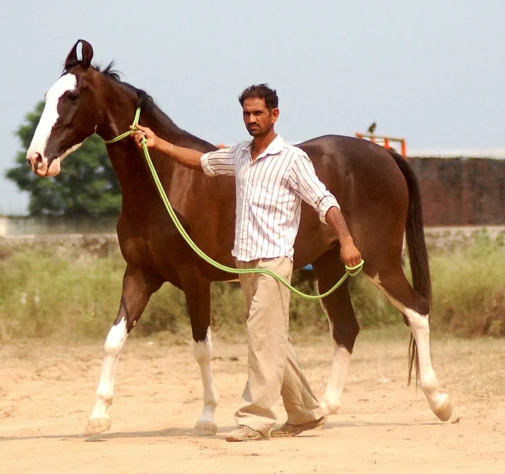 Indian horse