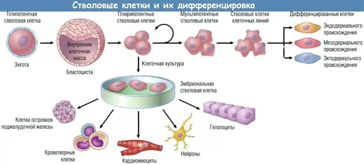 Дифференцировка препаратов. Стволовые клетки и их дифференцировка. стволовые клетки эмбрионального типа. эмбриональные стволовые клетки дифференцировка. стволовые клетки схема дифференцировки.