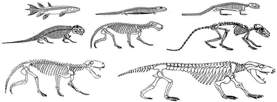 Когда появились первые позвоночные животные. Эволюция осевого скелета хордовых. Эволюция скелета позвоночных. Эволюция опорно-двигательной системы позвоночных животных. Эволюция скелета животных.