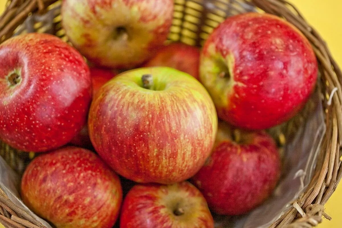 Сорт яблок грушевидной формы. Яблоки виды и сорта. Выбери сорт яблок. Выбери сорт яблок. Сорт яблони лигол.