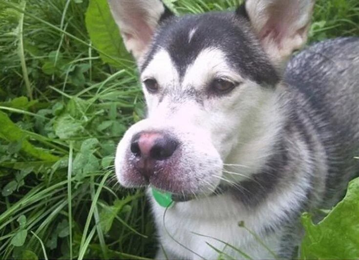 How To Treat Your Dog's Bee Or Wasp Sting - YouTube