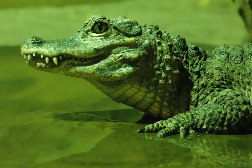 Какой крокодил зеленый. Гребнистый крокодил зеленый. Земноводные животные крокодил. Крокодильчик. Крокодил это земноводное.