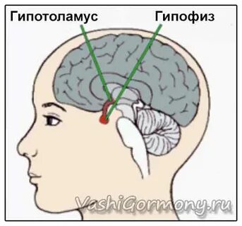 В голове гипоталамус