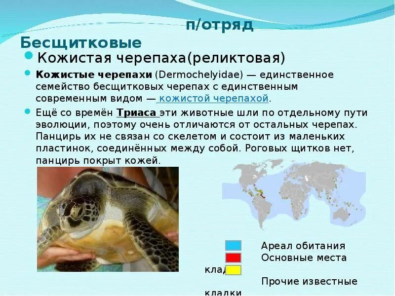 Распространение черепах. Ареал обитания кожистой черепахи. кожистая черепаха. черепаха образ жизни. семейства отряда черепахи.