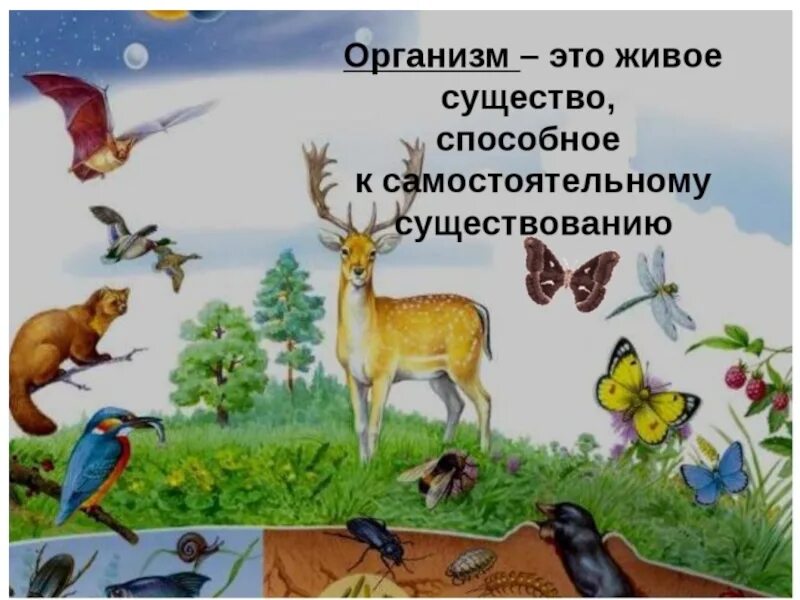 Что входит в живой организм. Организм это в биологии. Живые организмы. Живой организм это определение. Живые существа организмы.