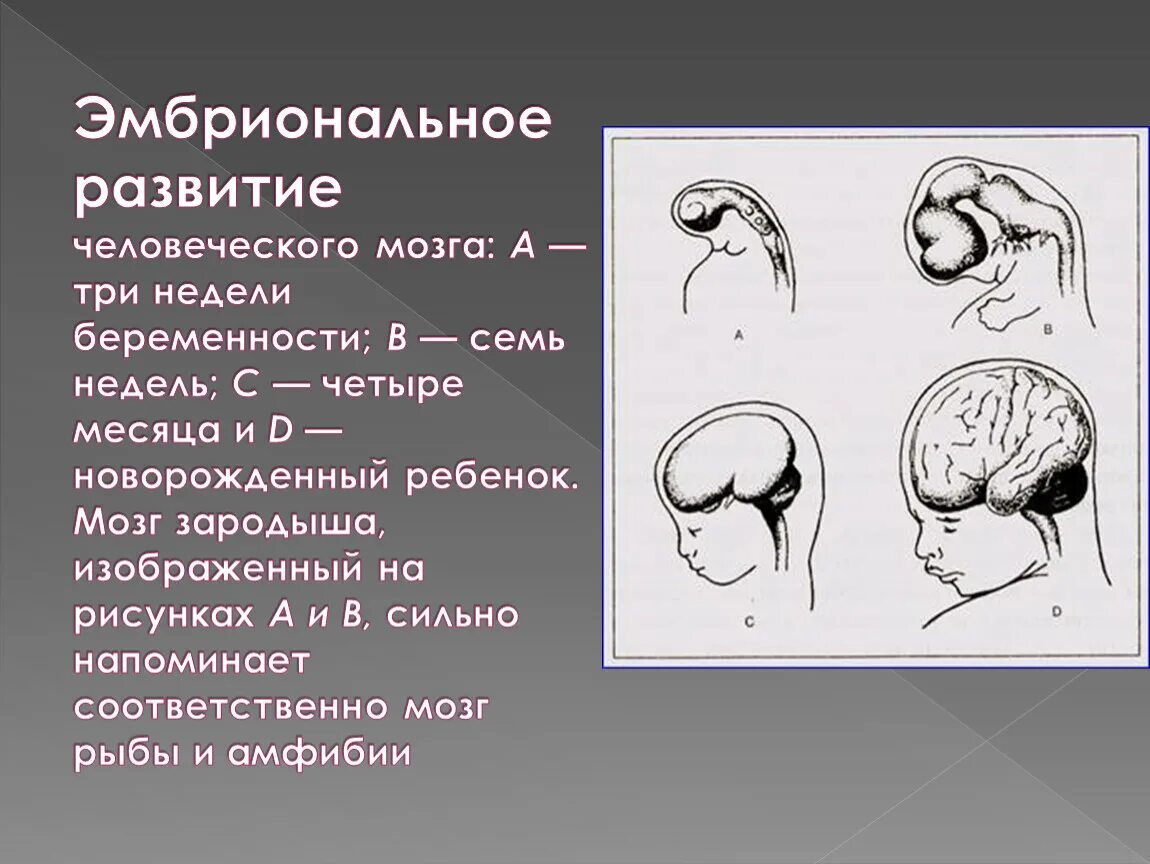 Эмбриональное развитие. Развитие головного мозга. Эмбриональное развитие головного мозга. Развитие головного мозга эмбриона человека.