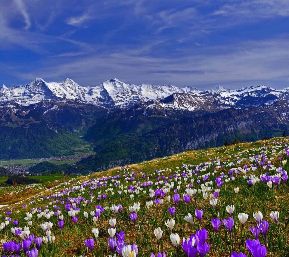 Крокус холм. Альпийские Луга Заилийского Алатау. Альпийские Луга Швейцария Альпийские Луга Швейцария. Горный Алтай Альпийские Луга. Альпийские Луга Германии.