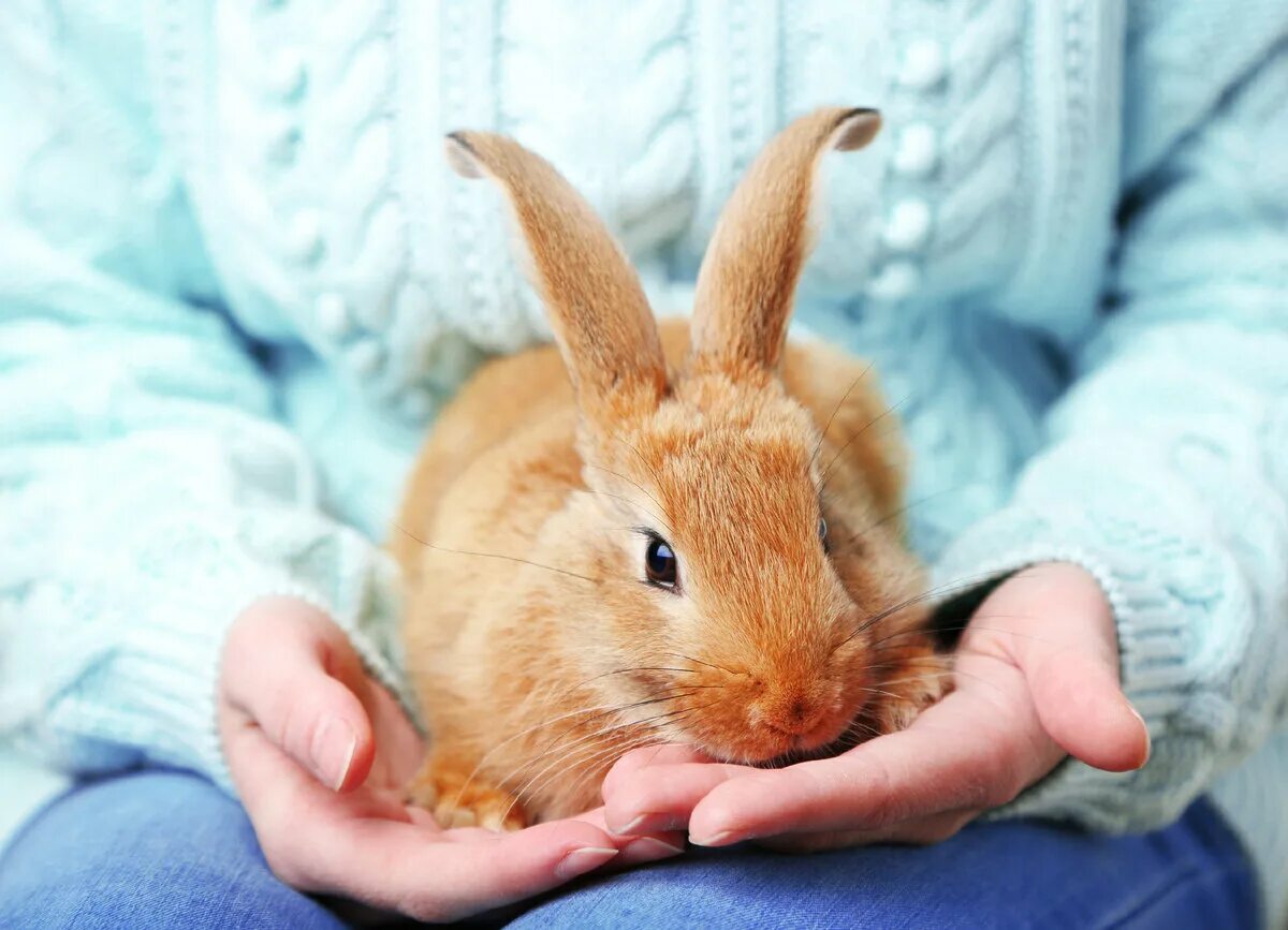 Rabbit live