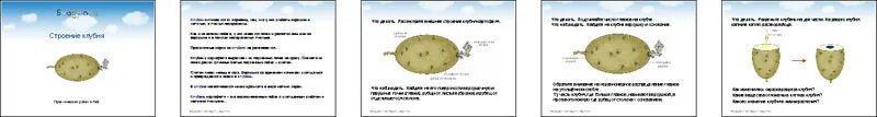 Лабораторная работа клубень картофеля 6 класс. Лабораторная работа клубень картофеля 6 класс
