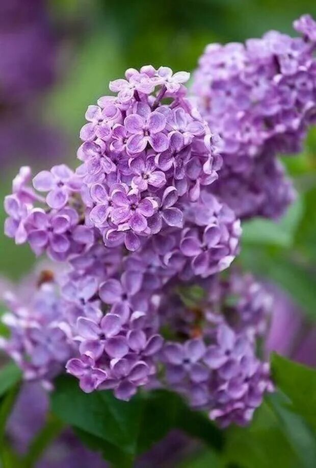 Сирень обыкновенная (syringa vulgaris). Сирень обыкновенная "вирджиния беккер". Какая тема сирень. Сирень кэнди роуз. Ветка сирени.