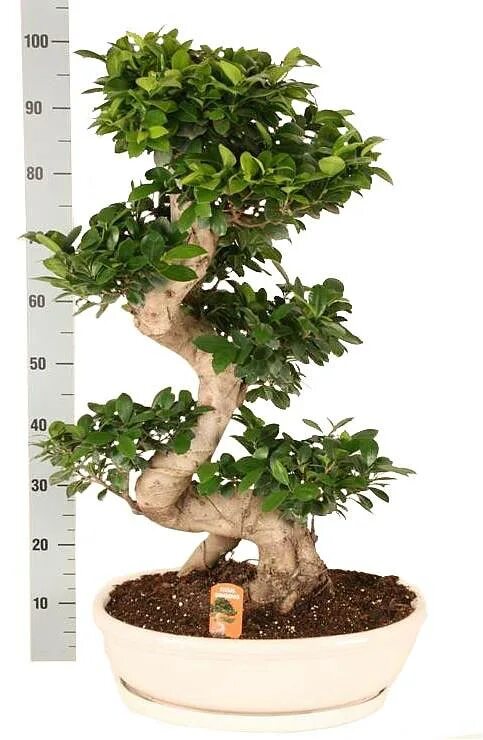Where to Buy the Best Fake Plants - Plus, Our Fave Places to Shop Fig plant, Hou