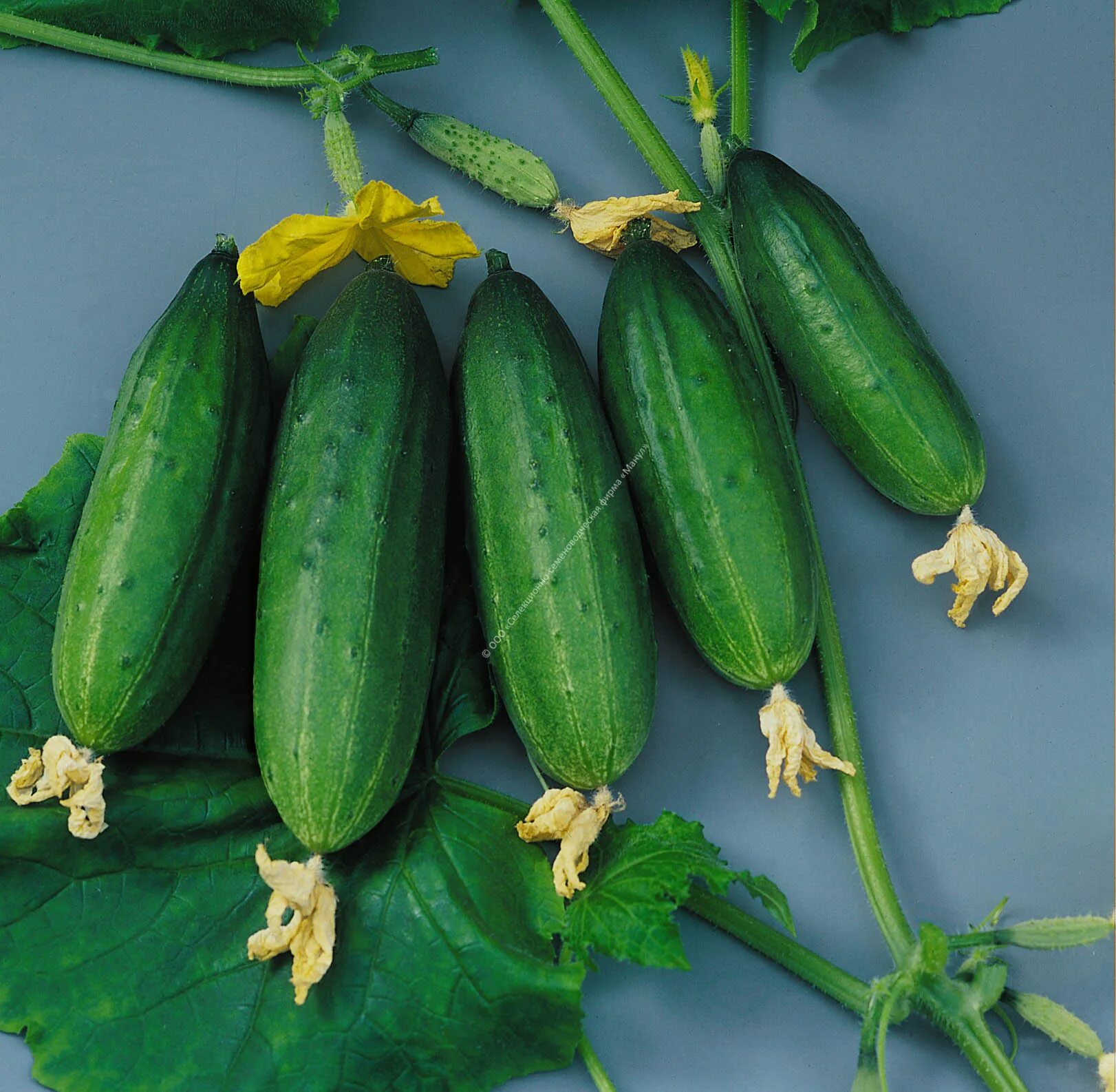 Огурец конни f1. Сорт огурцов вятич. Огурец валькирии ф1. Огурец валькирии ф1. Огурец валькирии ф1.