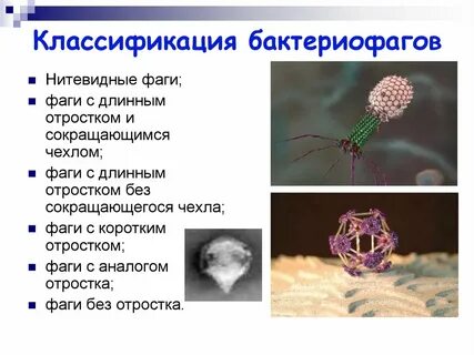 Группа бактериофаги