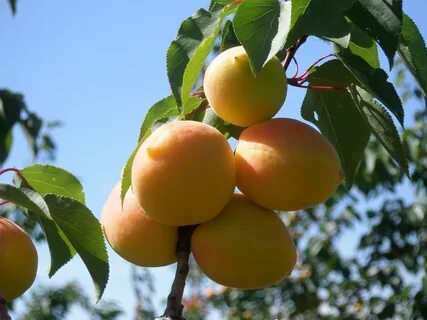 Кфх абакан