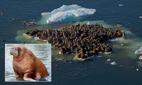 Морж на себе добывает