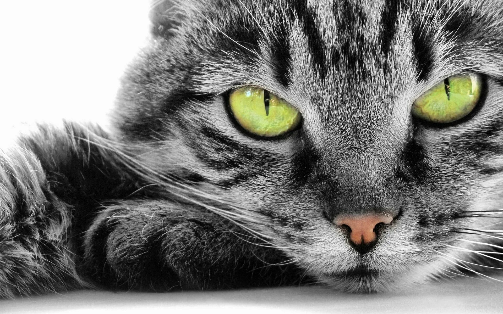 Котики - муркотики - 14 марта 2017 в 16:23