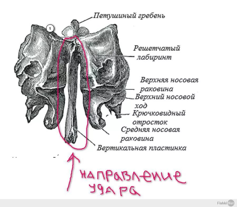 Решетчатая кость верхняя и средняя носовые раковины. Решетчатая кость кость анатомия. Решетчатая кость верхняя носовая раковина. Решетчатая пластинка анатомия. Где находится гребень