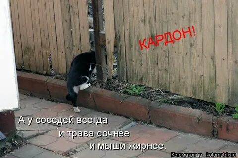 Сосед всегда