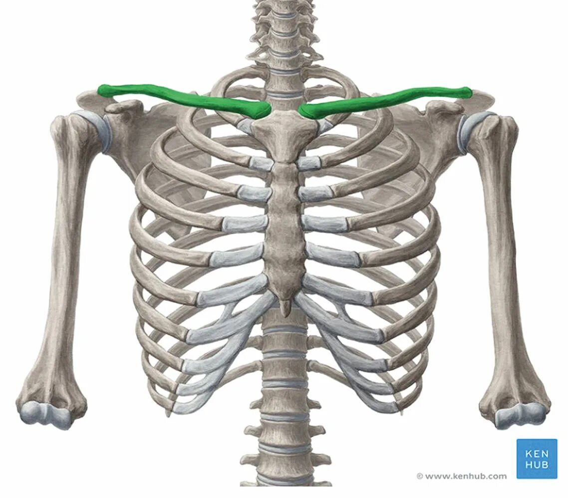 Кости ключицы анатомия. Кости ключицы анатомия человека. Ключица и ребра анатомия. Строение скелета ключица.