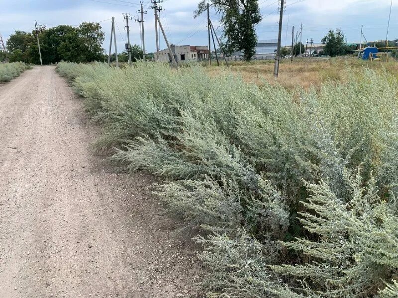 Перед моим взглядом раскинулась долина вся заросшая полынью. Полынь степная чернобыльник. Заросли чернобыльника. Полынь рутолистная. Полынь горькая.