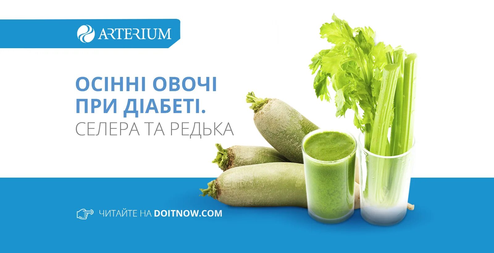 Можно ли сельдерей при язве. Сельдерей при диабете 2 типа. редька при диабете. редька при диабете 2 типа. редька зеленая для диабетика.