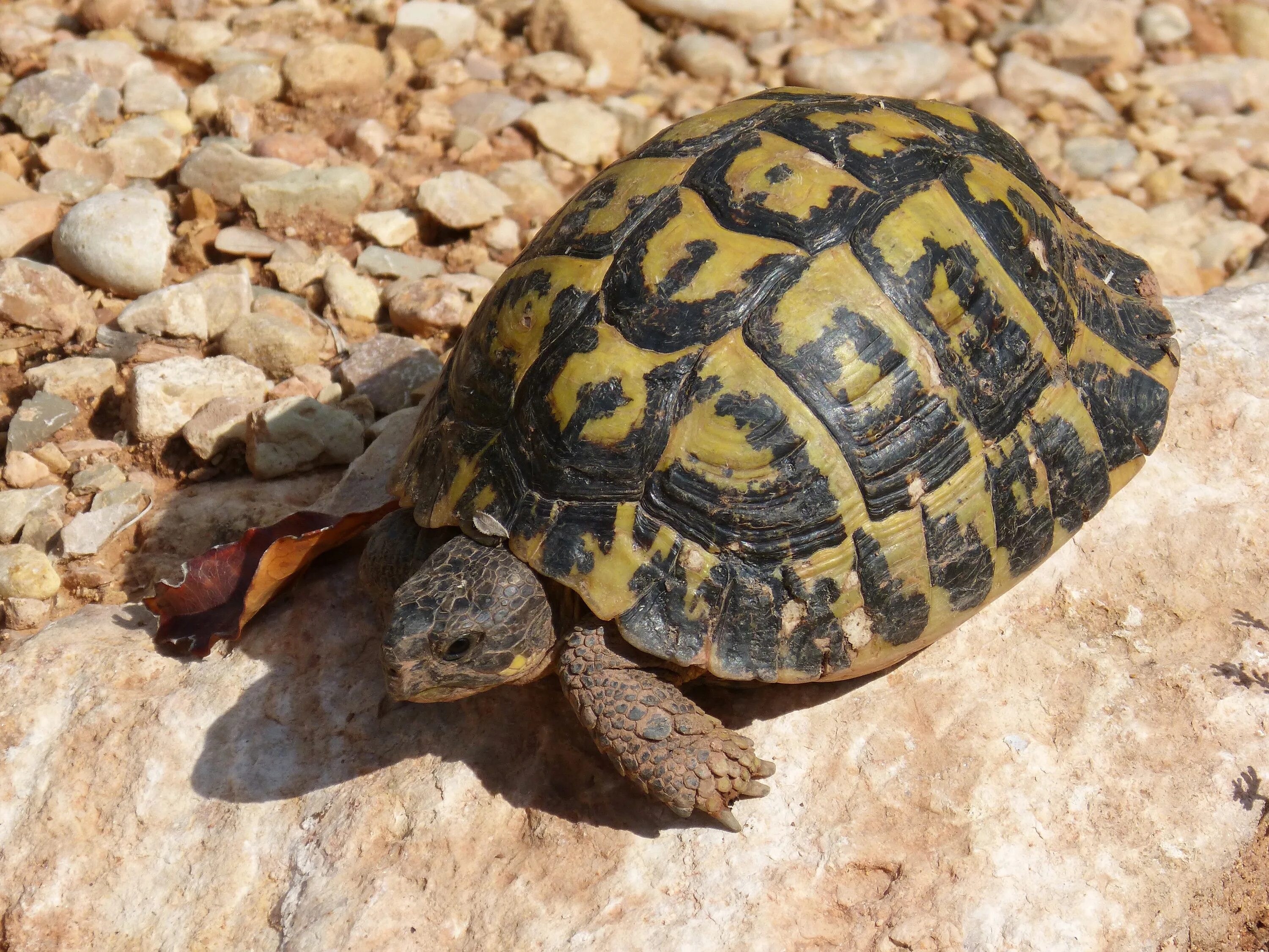 Left turtle. Средиземноморская черепаха Testudo Graeca. Средиземноморская сухопутная черепаха Никольского. Греческая сухопутная черепаха. Средиземноморская черепаха Никольского.