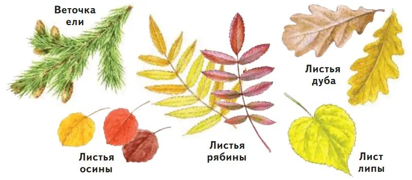 Тема листья 1 класс окружающий мир. Осенние листья рисунок. лето красное лист окружающий мир.