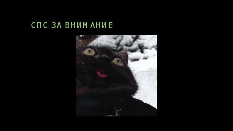 Мемы с котами спасибо за внимание Котик спасибо за внимание презентация