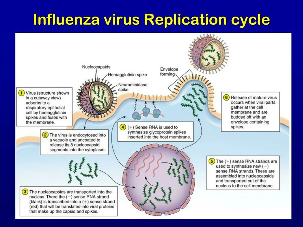 Getting viruses. Virus Replication Cycle. Вирус influenza. Строение вируса гриппа. Influenza virus structure.