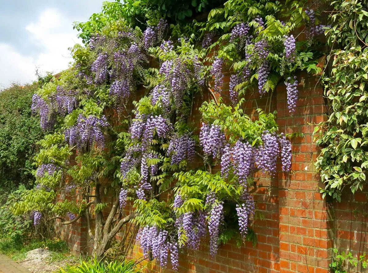 кампсис укореняющийся campsis radicans. виноград девичий (партеноциссус) пятилисточковый дон жуан. кампсис укореняющийся габор. княжик альпийский. актинидия коломикта.