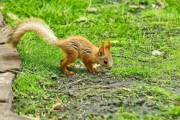 Зооуголок белочки. Белочка в зоопарке. Белки в зоопарке. Белки в зоопарке. Новосибирский зоопарк белки.
