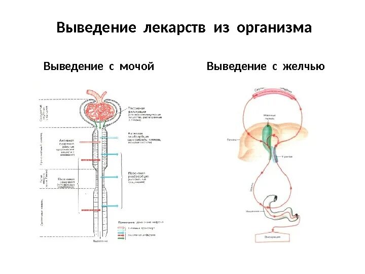 Пути выведения лекарственных. Выведение лекарственных средств через почки. выведение мочи из организма. вывод мочи из организма. препараты для выведения мочи из организма.