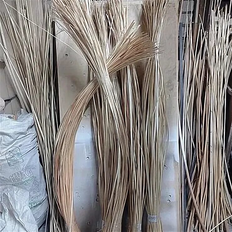 Лоза полосы. Лоза полосы. Лоза растение ива. Изделия из ивовой ленты. Черенки вербы краснотал.