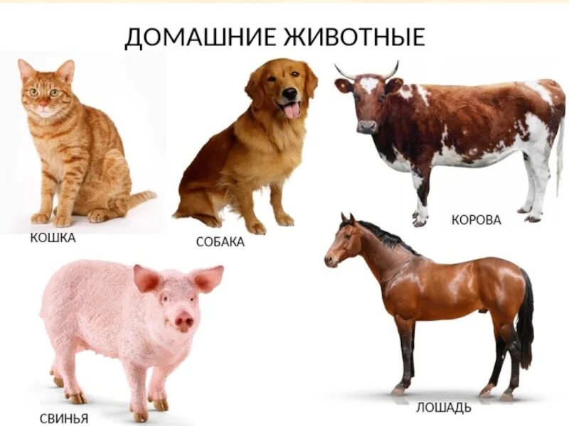 Какое животное живет меньше всех