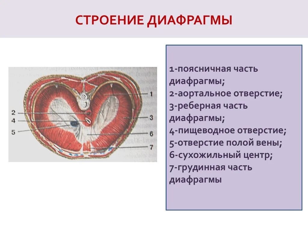 Строение диафрагмы человека анатомия. Топография диафрагмы анатомия. Схема строения диафрагмы. Строение диафрагмы топографическая анатомия. Отдельный отверстие