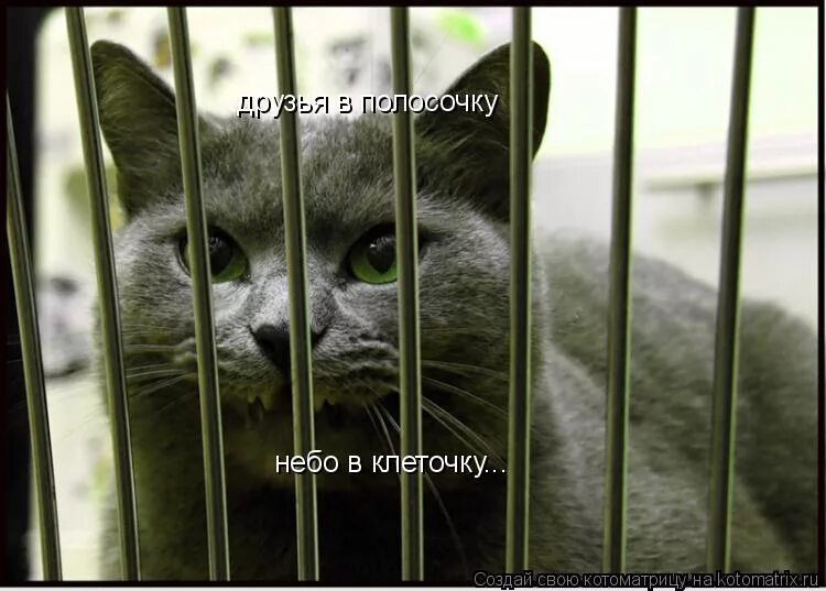 Черно белые полоски. Друзья в клеточку друзья в полосочку. Небо в решетку друзья в полосочку. Черно белый контраст. Небо в клеточку друзья в полосочку.