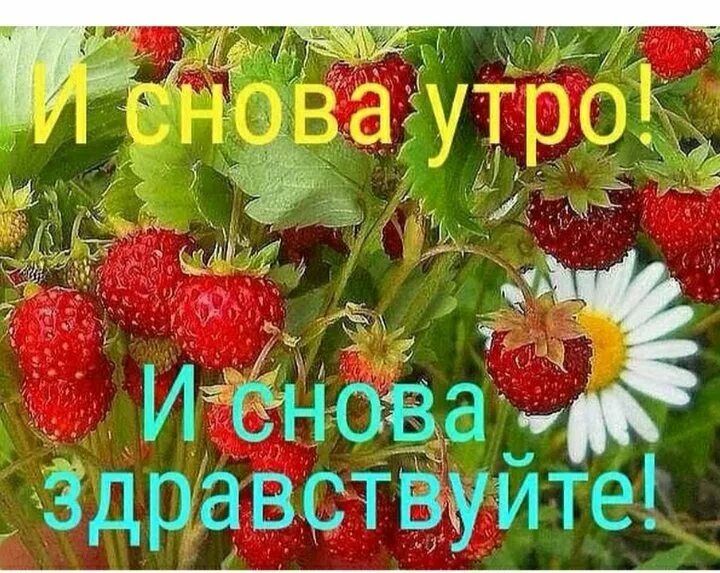 Снова здравствуй читать