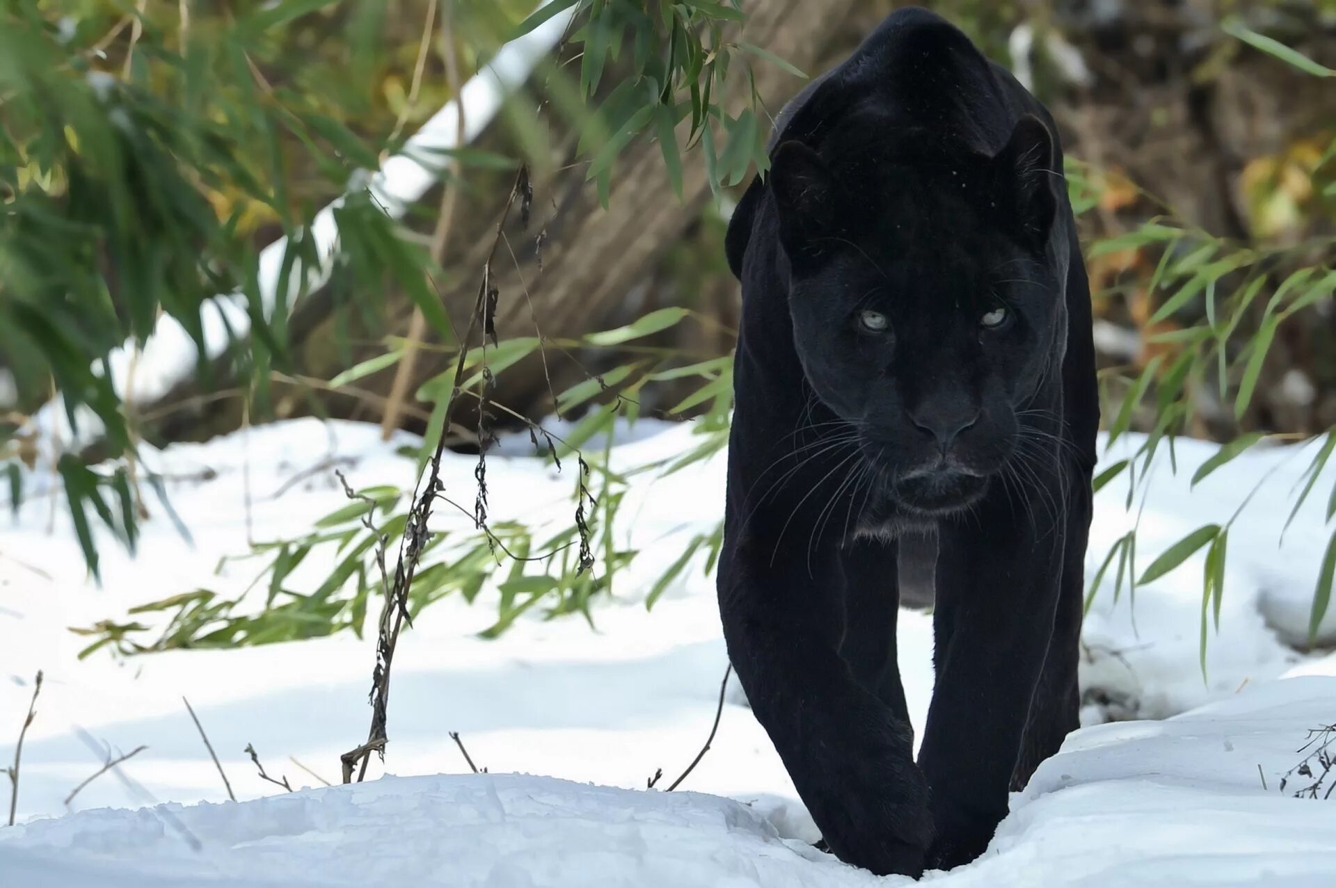 Пантера черная характеристики. Пантера Шварцера» (2014; черная пантера ). Тигр меланист. Ягуар меланист. Животные меланисты пантера.