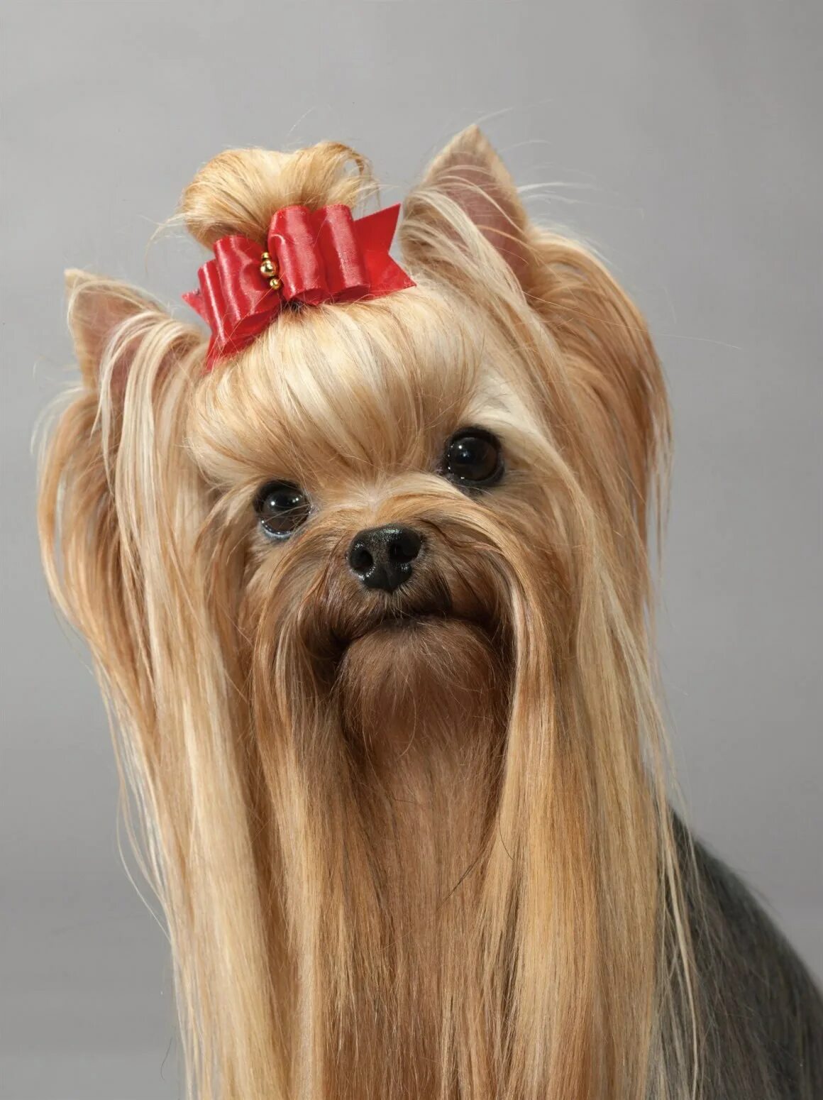 Терьер йоркширский малошерстный. Йорк с косичками. Пушистые собаки с хвостиками на голове. Йоркширский терьер с хвостиком. Йоркширский терьер.