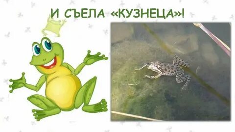 Пришла лягушка