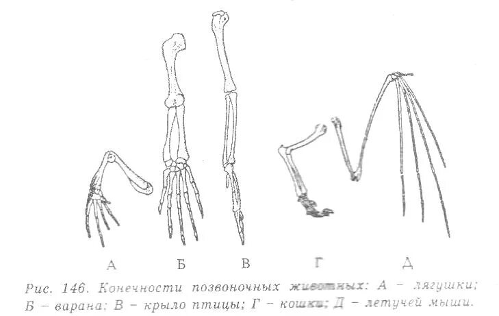 Скелет передних конечностей у млекопитающих. Гомология скелета передней конечности позвоночных. Гомологичные органы конечности у животных. Гомологичные кости в конечностях животных. Гомология скелета передней конечности наземных позвоночных.